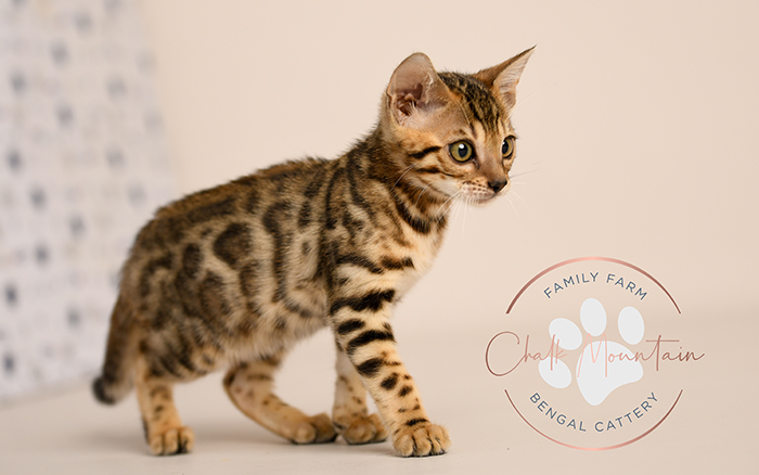 Bengal kitten for sale